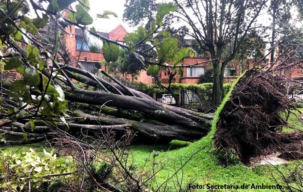 arbol-en-riesgo-de-caida-bogota arbol-en-riesgo-de-caida-bogota